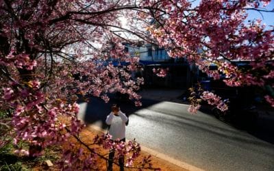 Ngắm hoa mai anh đào Đà Lạt nở rộ khoe sắc